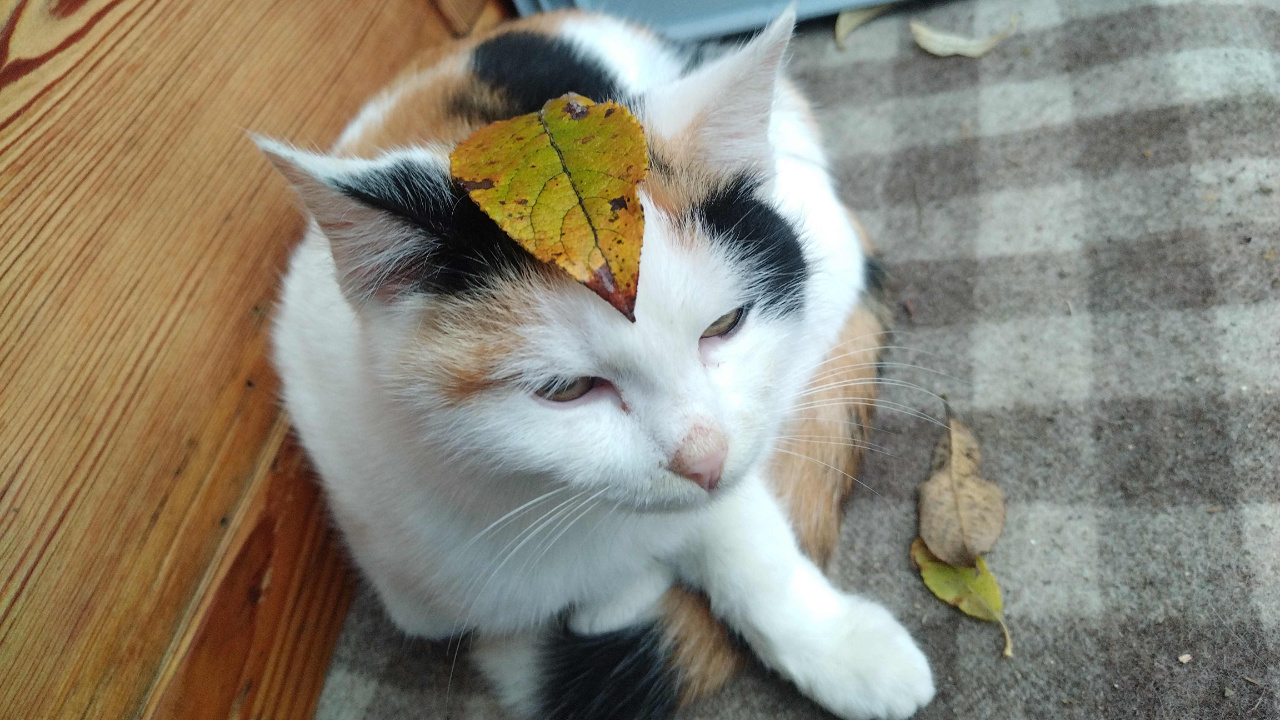 Unsere süßen Katzen