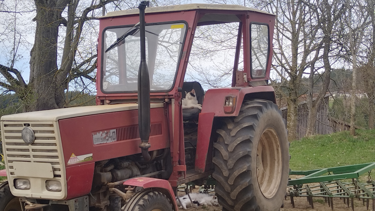 Unsere Katzen helfen natürlich auch mit