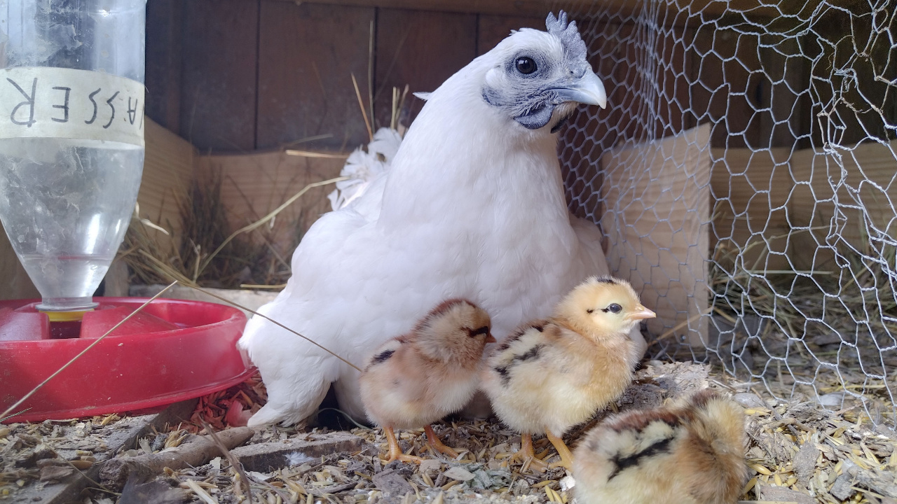 /images/animals/chickens/chicken-family.jpg