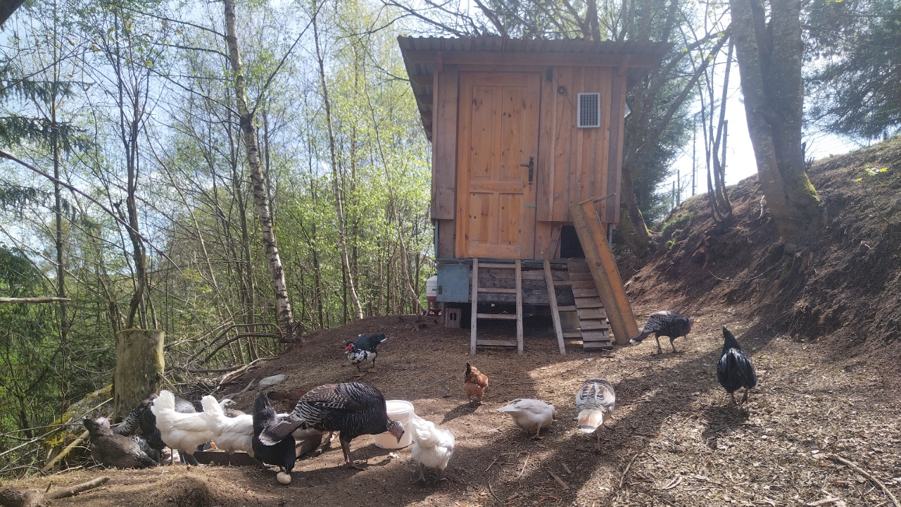 /images/animals/chickens/chicken-farm-2.jpg