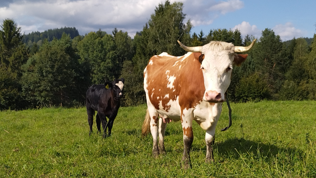 /images/animals/cows/cow-group-3.jpg