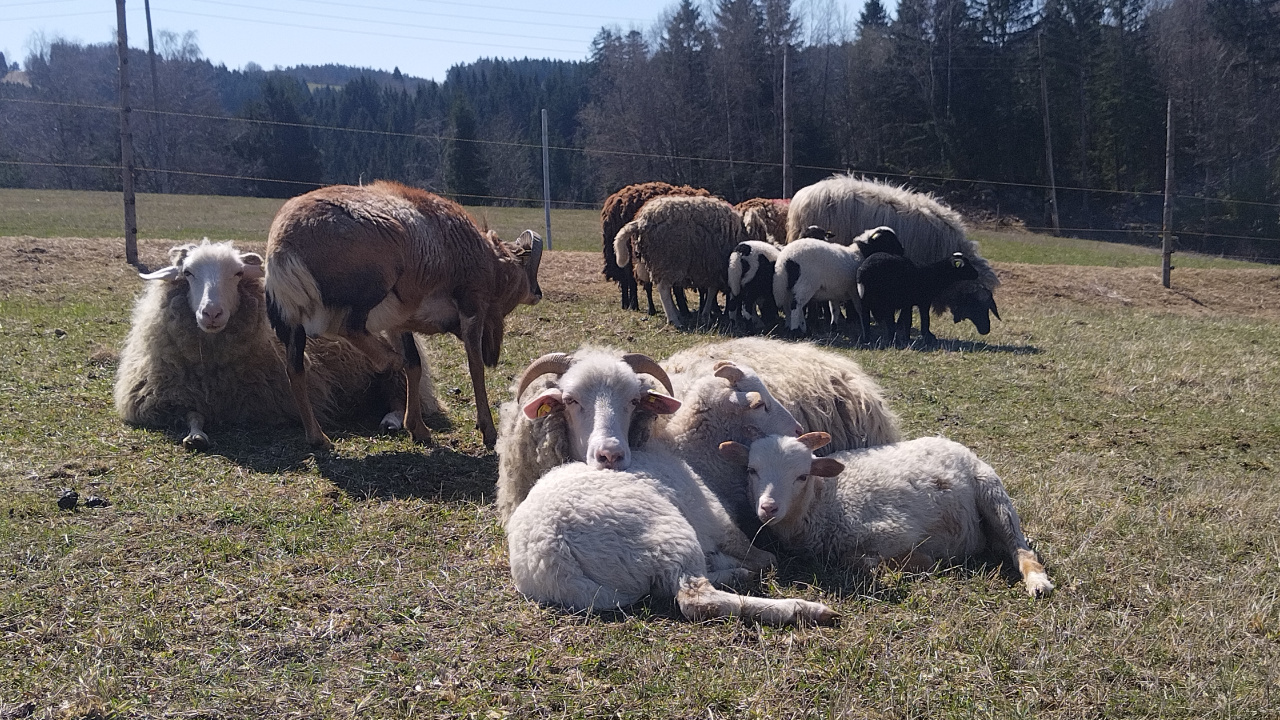 Unsere Schafe