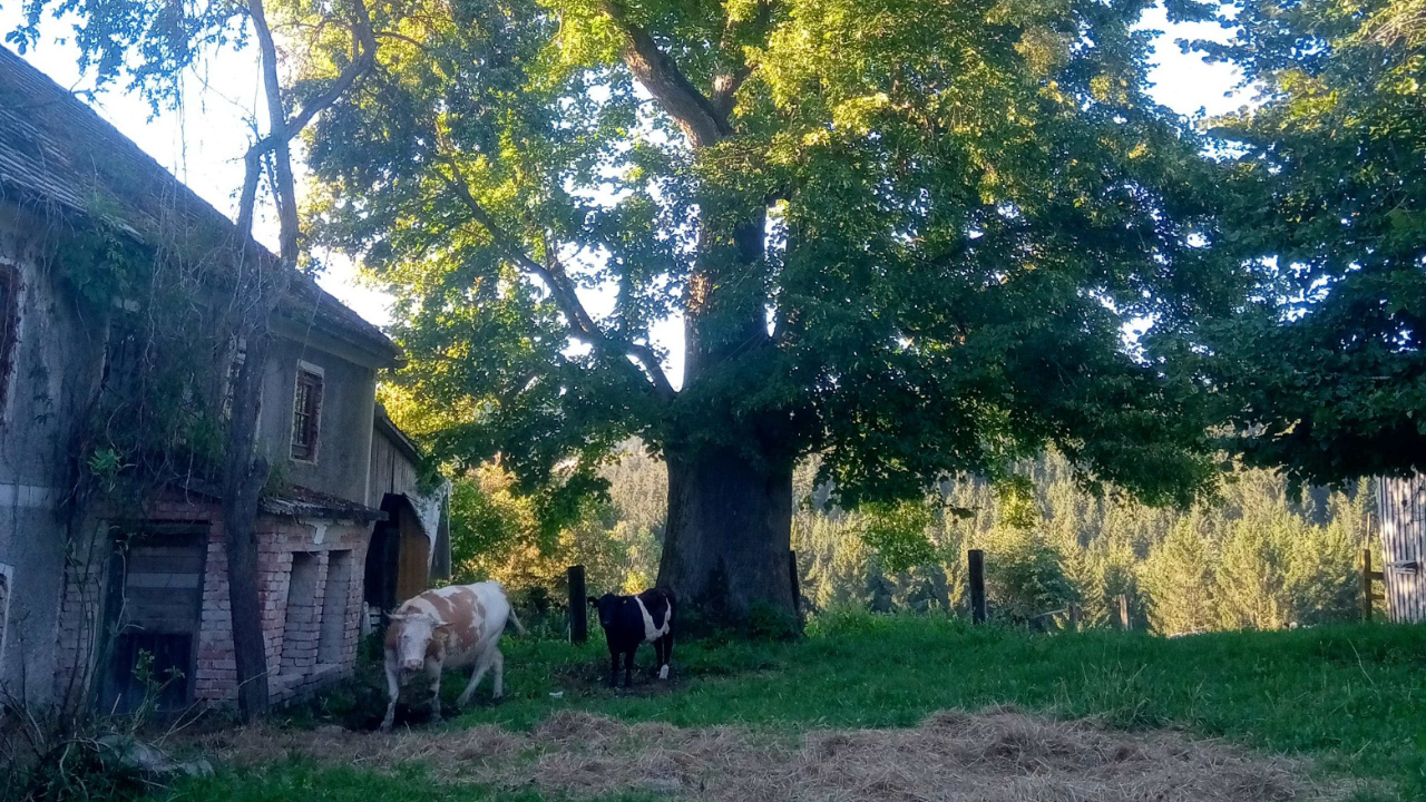 Claus beim Gärtnern