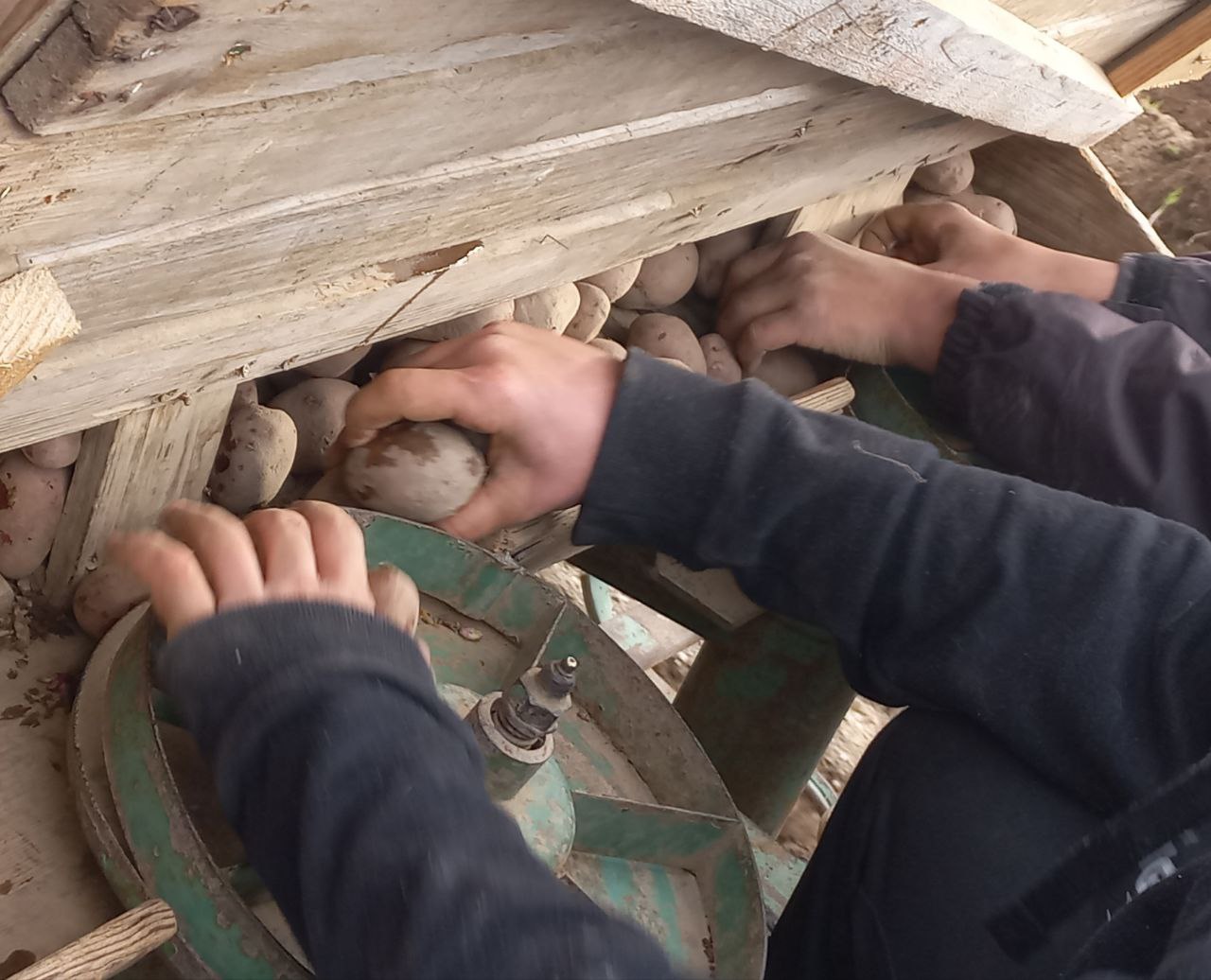 Ernte-Vorschau: Diese Pflanzen bauen wir diesen Frühling an