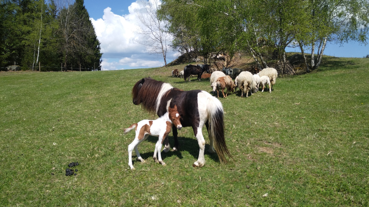 Tierischer Zuwachs 2025: Fohlen, Küken & Co. auf dem Hof